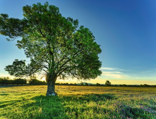 Ash Dieback: Why tree management software is essential